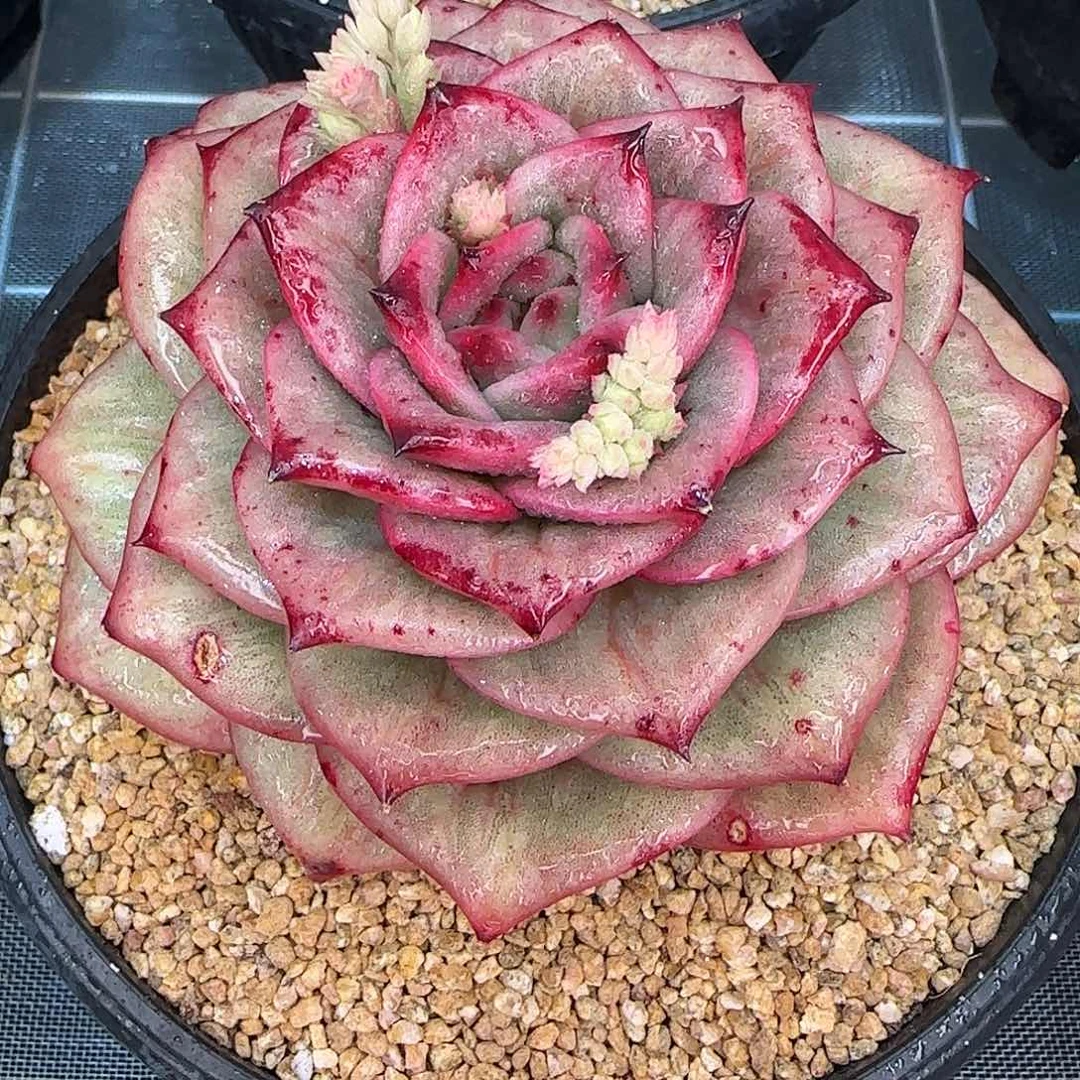 从前慢花园精选蔷薇