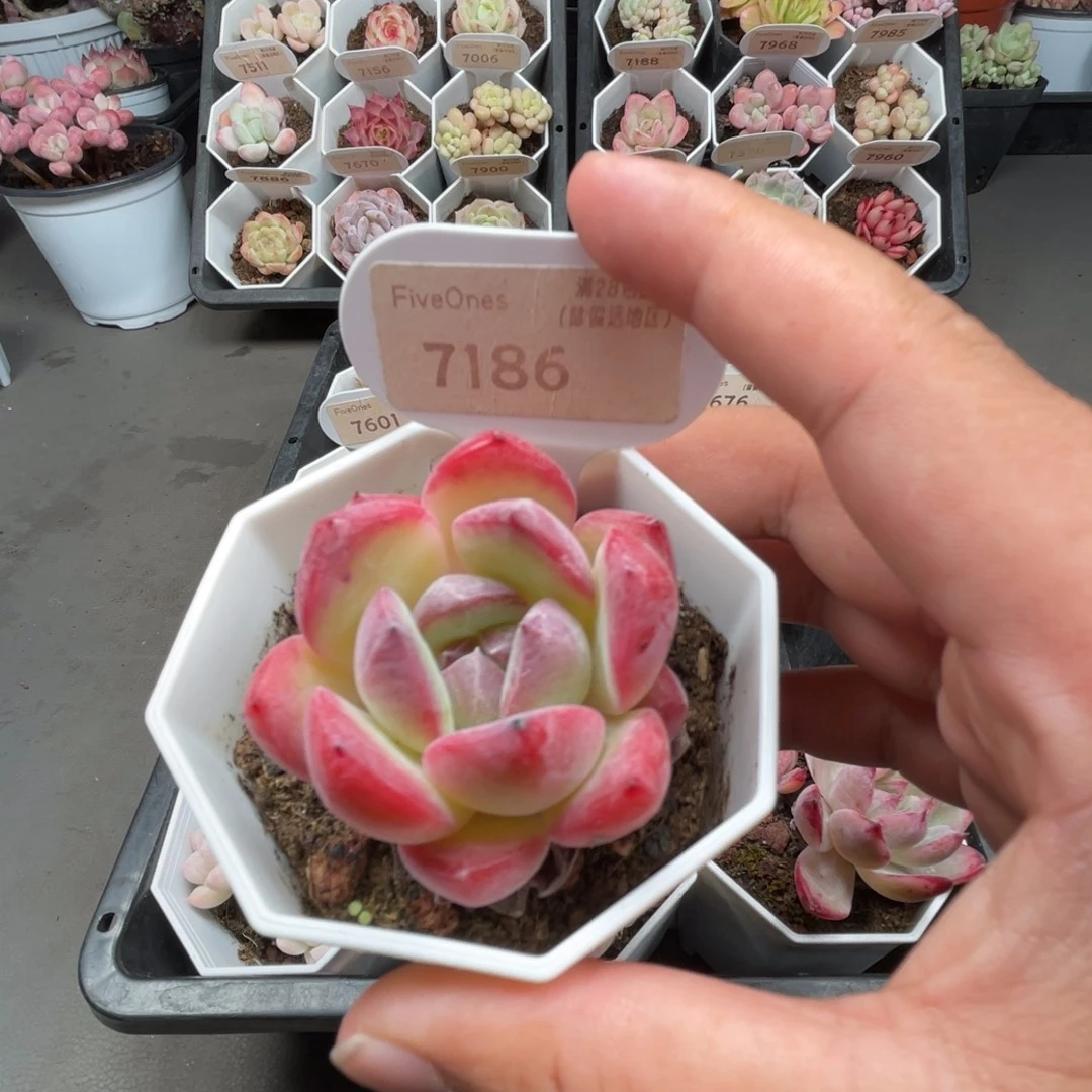 7186草莓杏仁4.0厘米