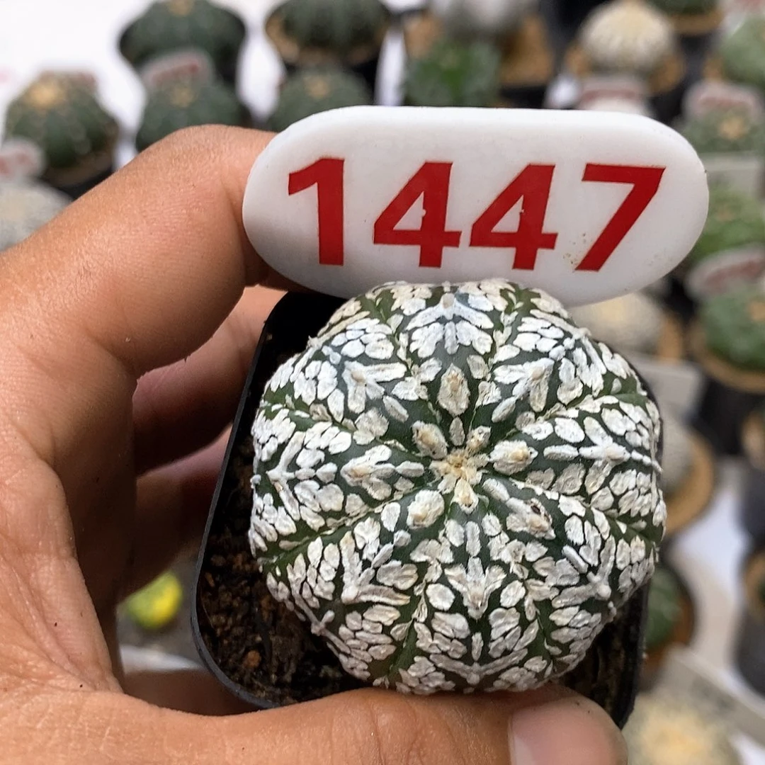 1447特价款福利特价咯