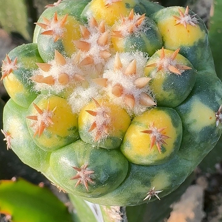 无花朵短豪刺象牙锦768