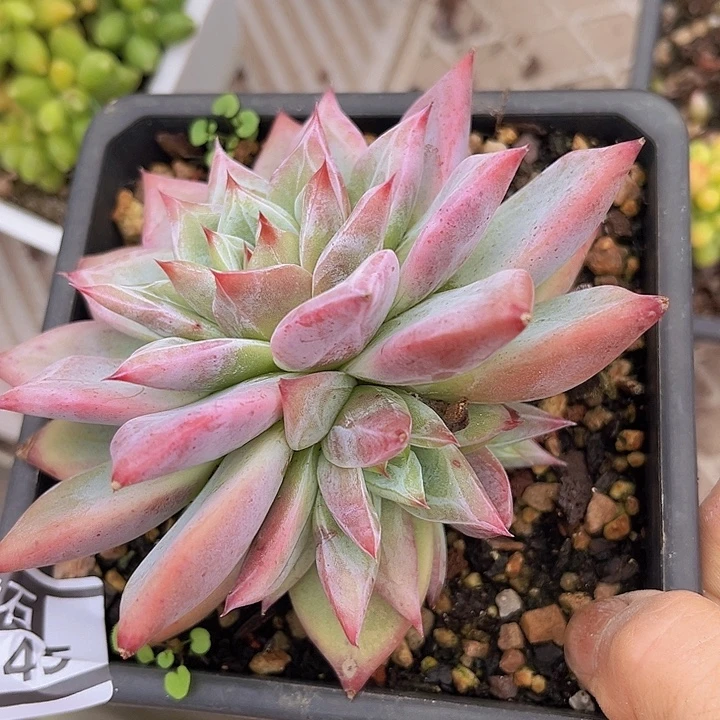 祖母绿23145多肉植物