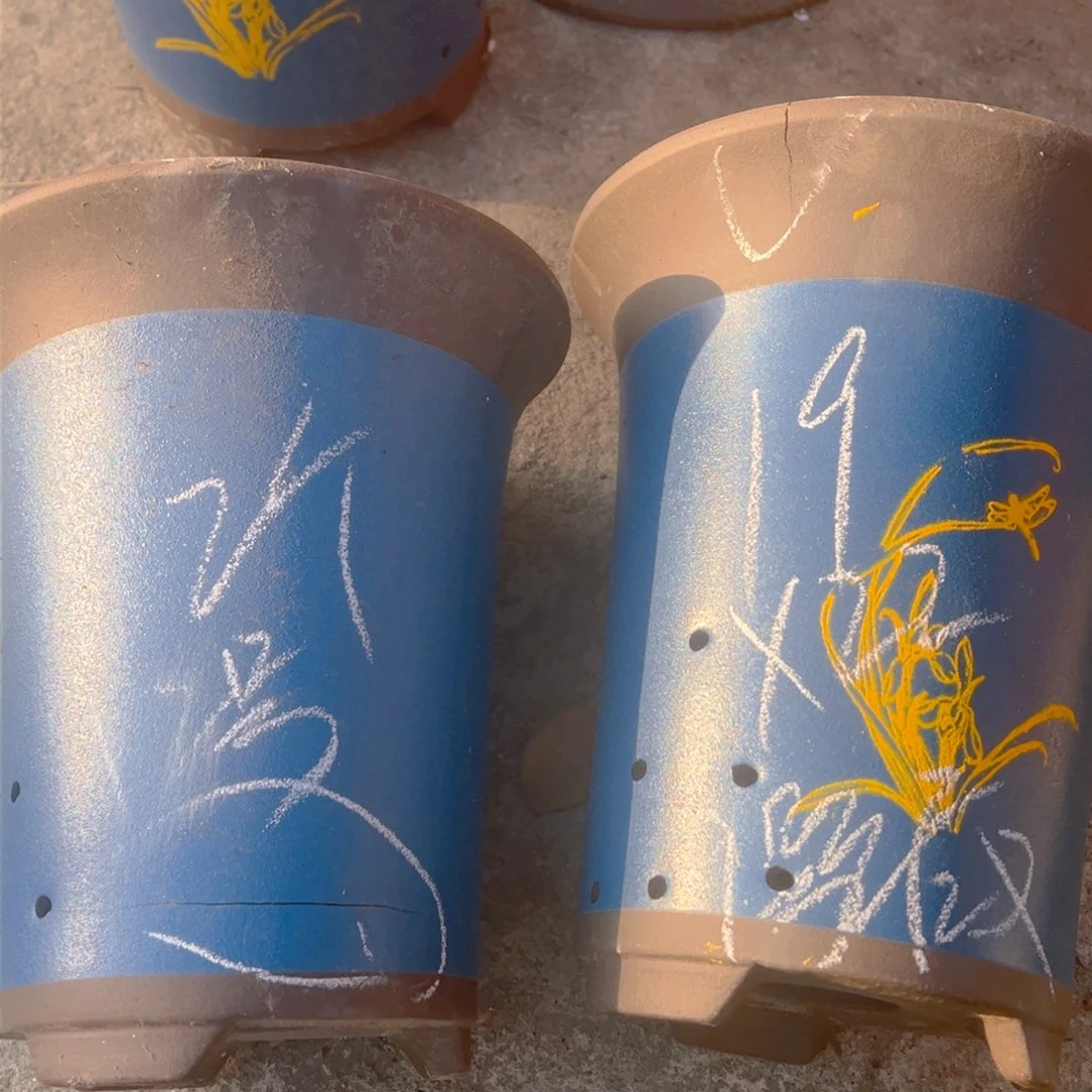 紫砂9号………………………………