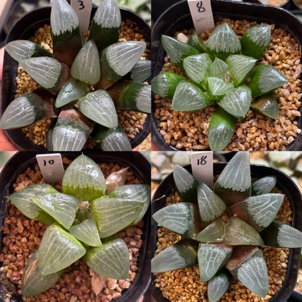 6号福利十二卷实生寿实生克一物一拍带盆发货1月17 更新