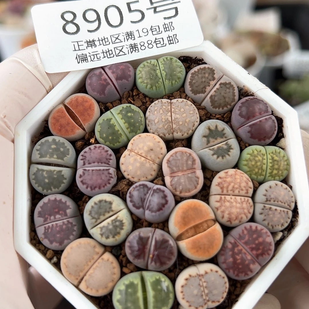 8905三年彩饼干22颗1.2cm左右