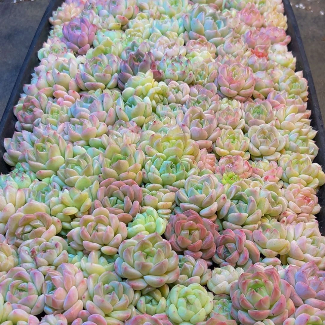 唐***姐467的人在我这就很烦啊哈哈