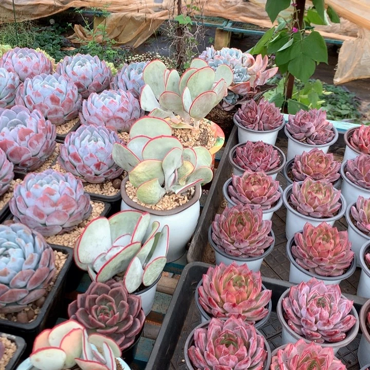 群生白眉两单包邮