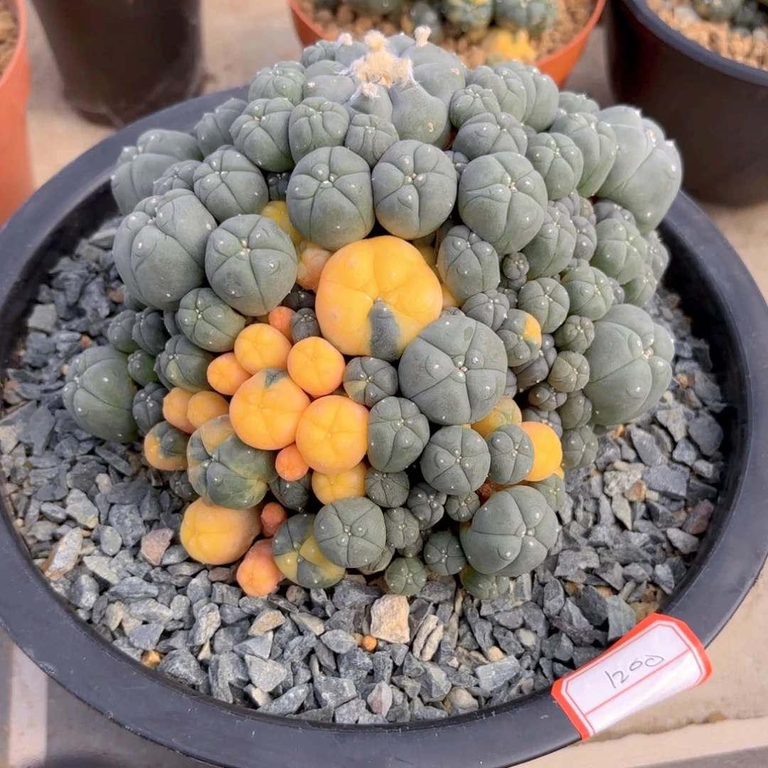 子吹锦G g g g g g g g