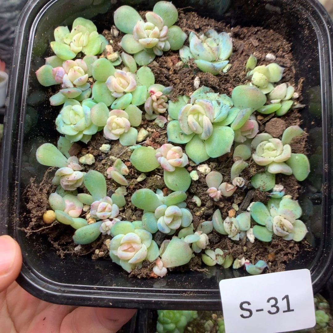 无花朵S31英语英语
