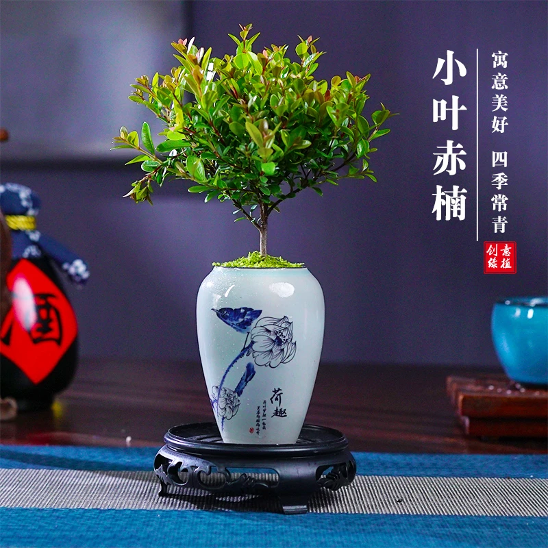迷你赤楠指尖小盆栽净化空气室内桌面办公室趣味掌中宝绿植