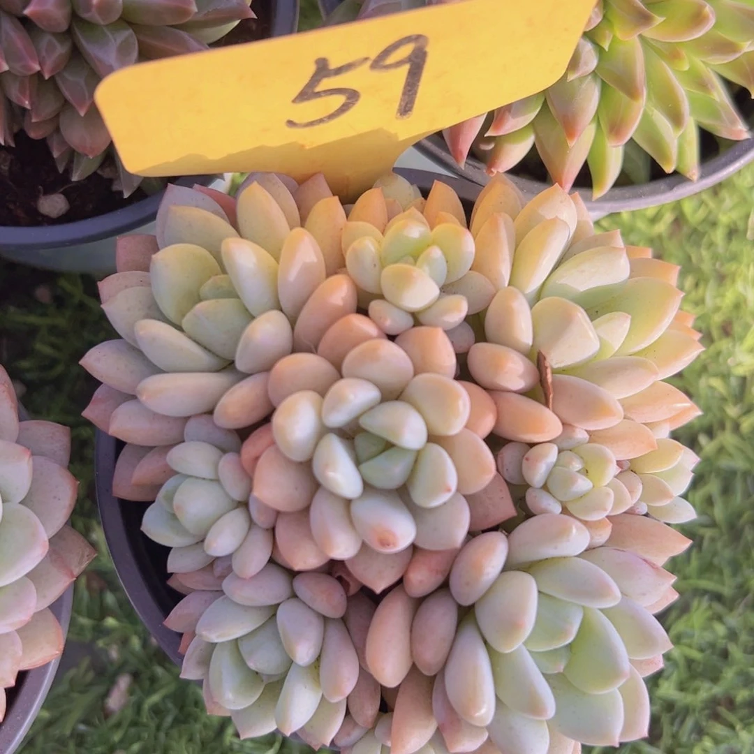 香玉等多种名贵的产品和