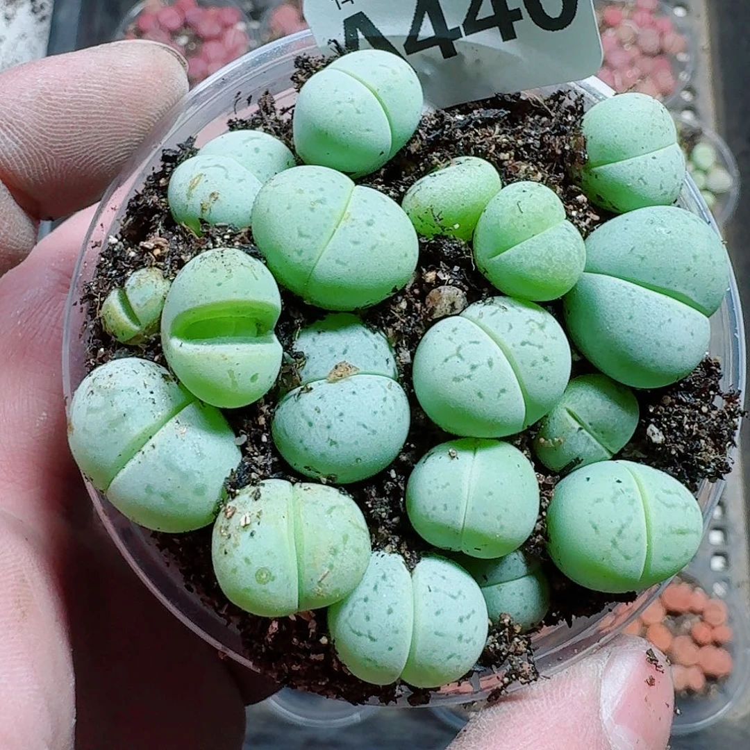 木***树440多肉植物多肉植物