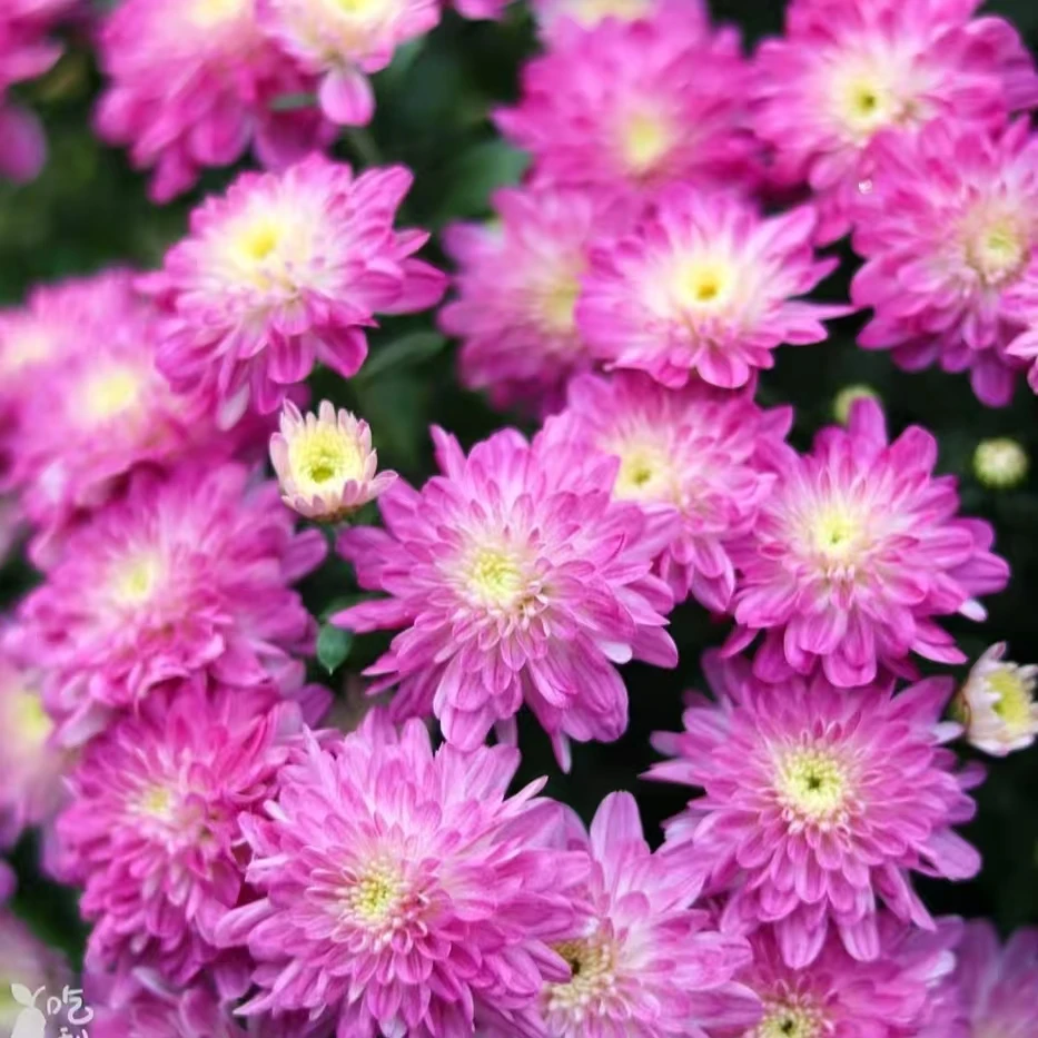 【2加仑拂晓苹果花球菊】非常鲜艳耐热耐晒地栽好养易成活