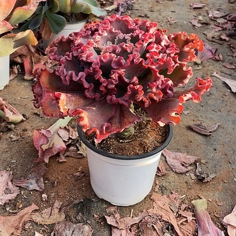 一****多肉植物单头女王 1棵