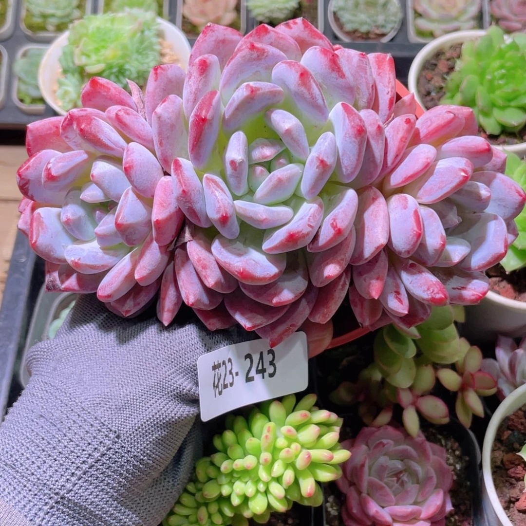 花利美23-243橙梦露