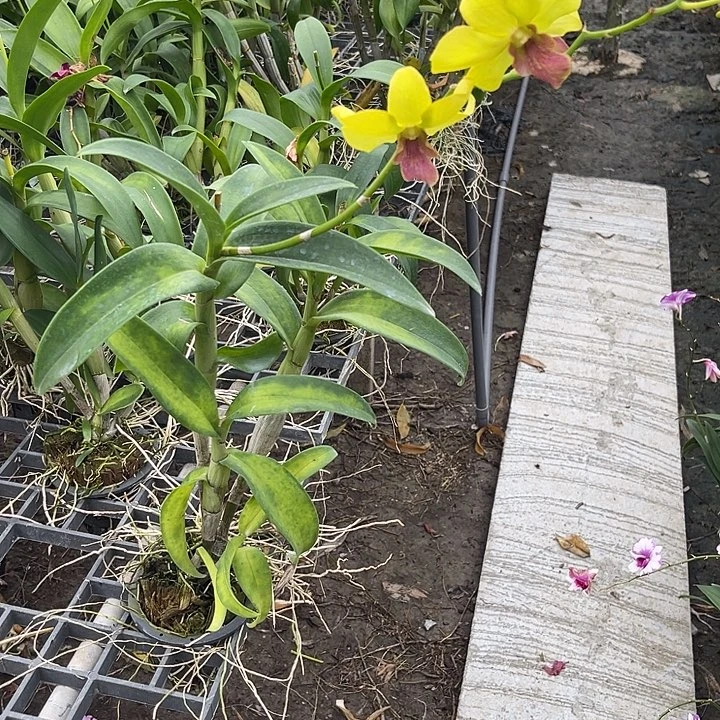 当前无花朵，栽培后可花朵黄色个体394