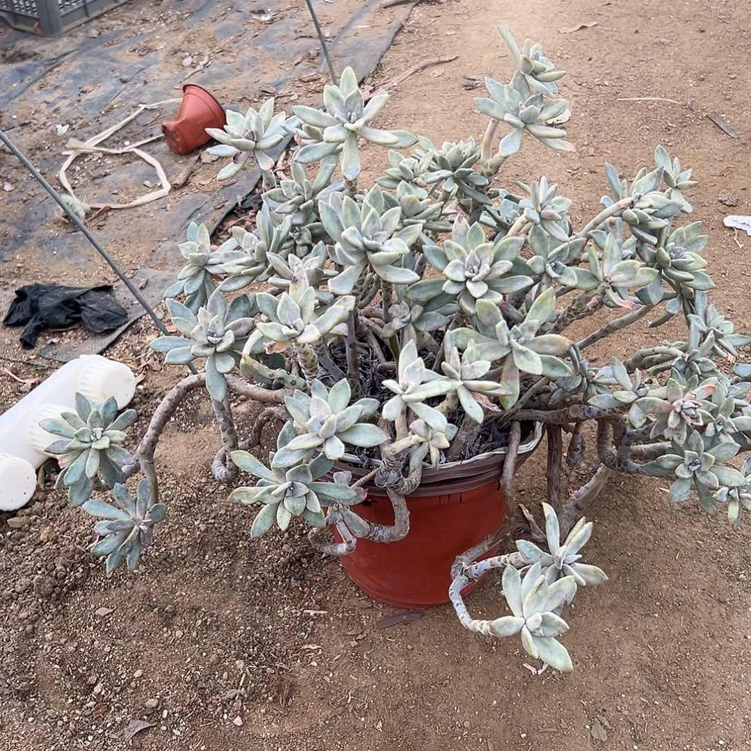 多肉植物大颗冬美人