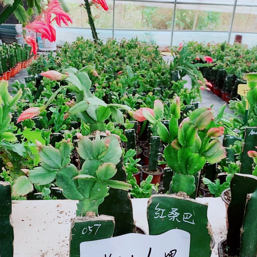 无花朵火龙果嫁接两棵，保温发货