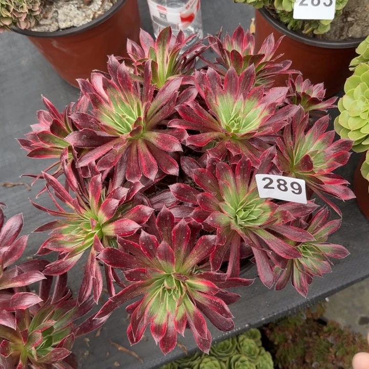 用***0多肉植物孔雀289号