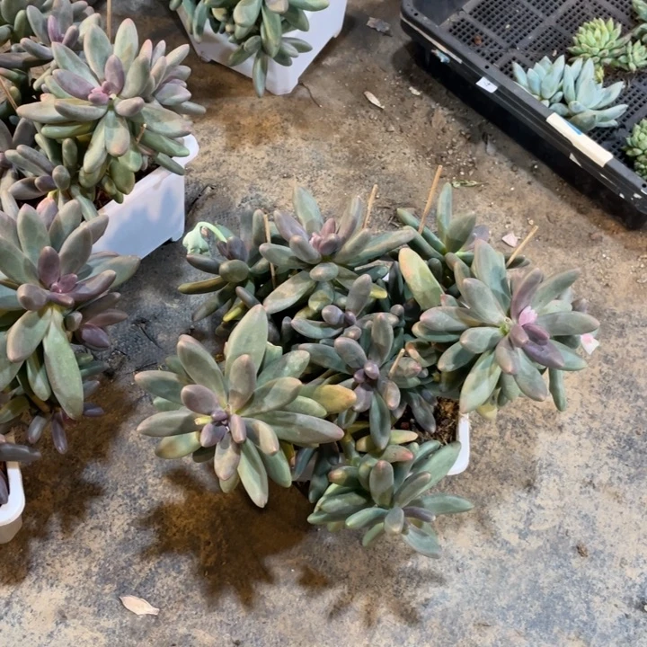 A****939满20包邮脱土发货