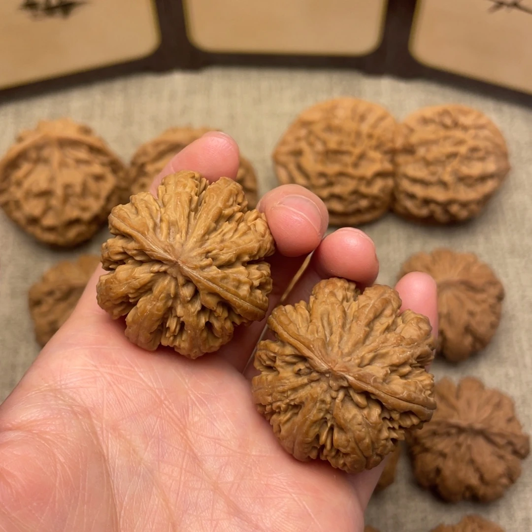 核桃秦岭核桃35号