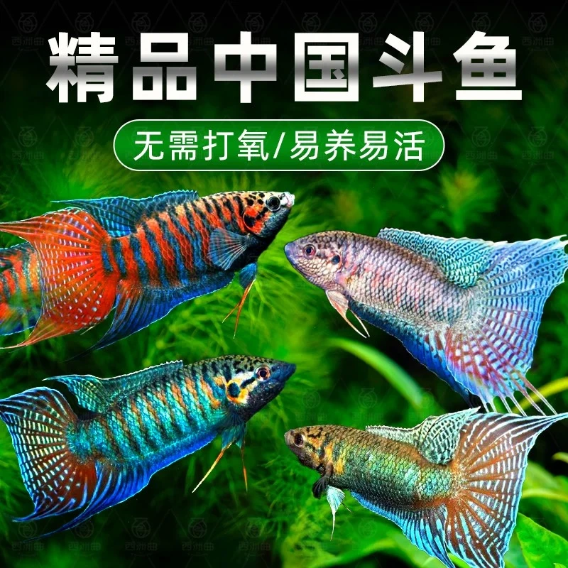 （5-8公分）中国斗鱼巨普观赏鱼冷水鱼不用打氧可混养好养耐活体
