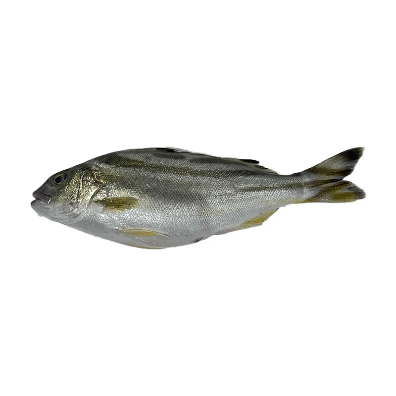 海钓石鲈鱼(500g)