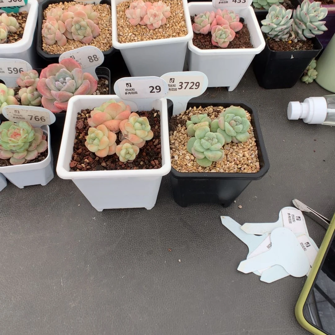 ?****P3729-29 冰玉和石化