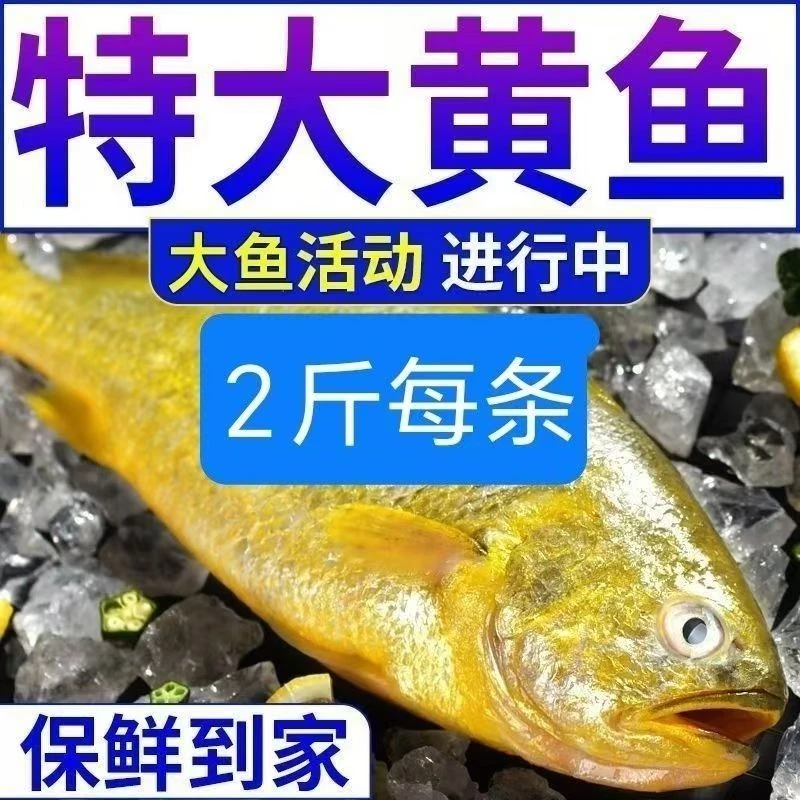 【超大黄鱼】正宗大黄花鱼新鲜大黄鱼鲜活冷冻深海鱼海鲜水产批发