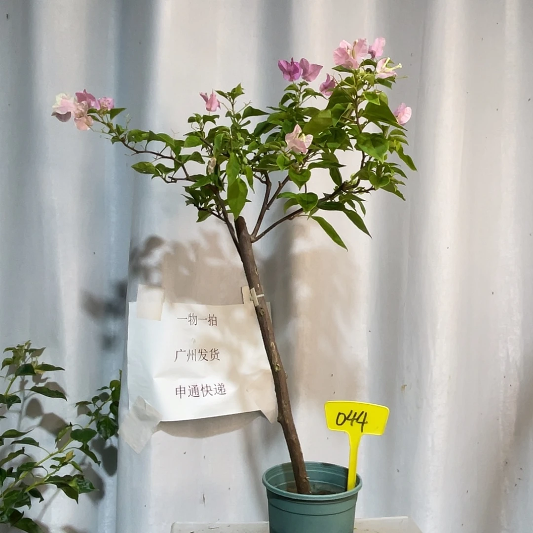 当前无花栽培后可以开花044广红樱扦插放漏价