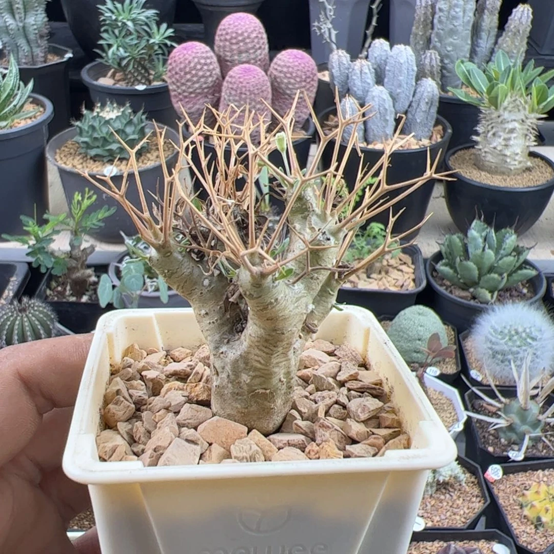 黑鬼殿厚敦菊一物一拍默认脱土发