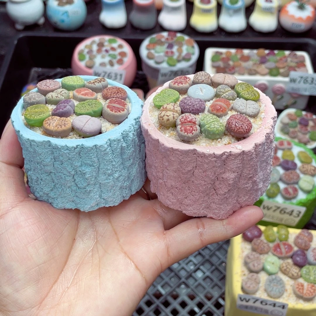 w7646 带盆土发货一物一拍