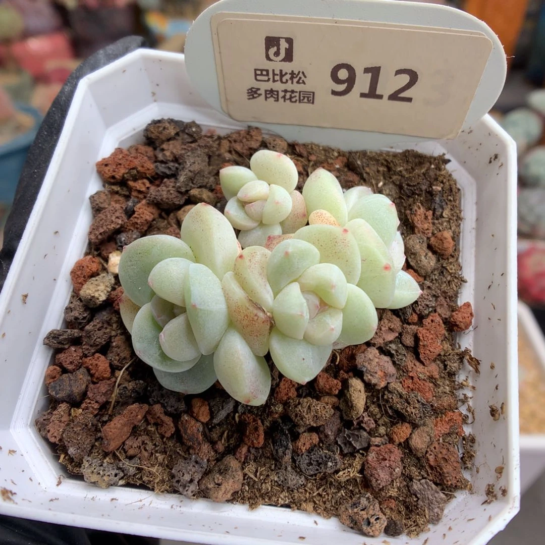 912 特透白冰玉多肉