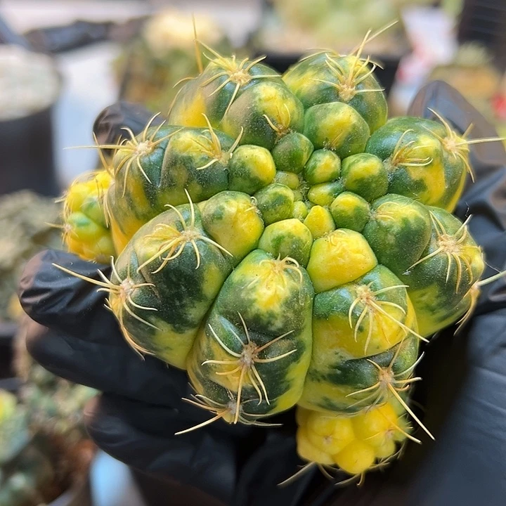 海王锦无根小木心8公分