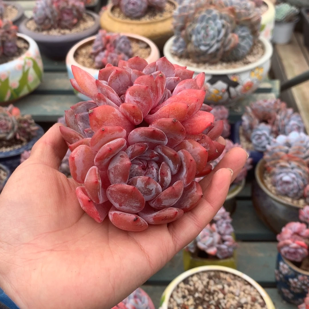 无花朵无砍花花花花花花花4