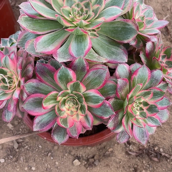 192云荷对肉植物的