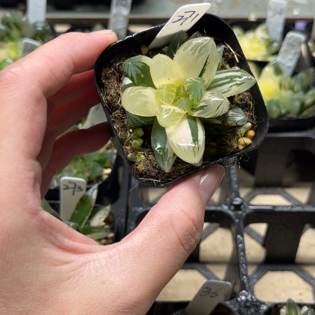 271龙爪玉露锦一物一拍