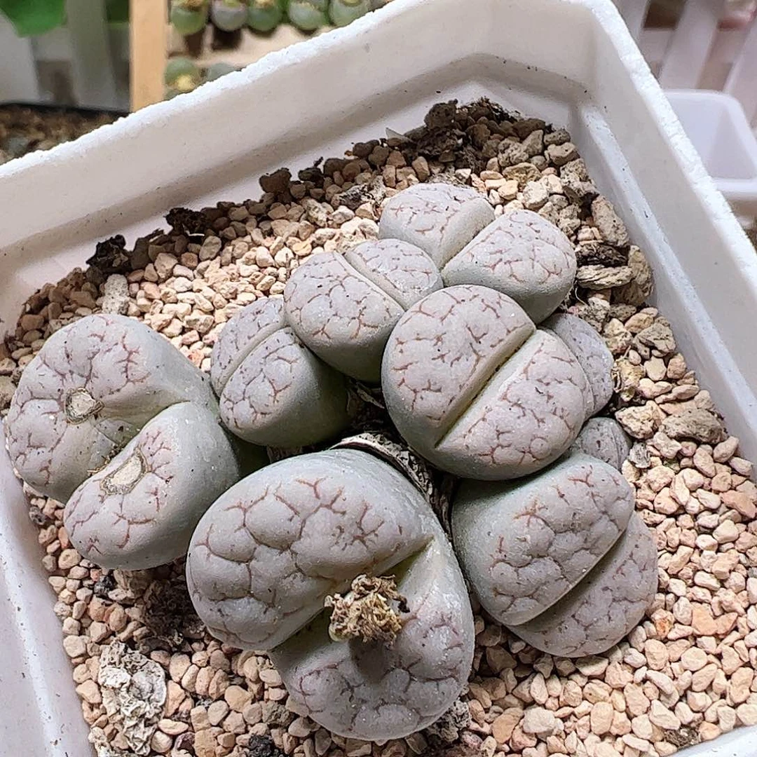 荒玉群生带盆发……………………