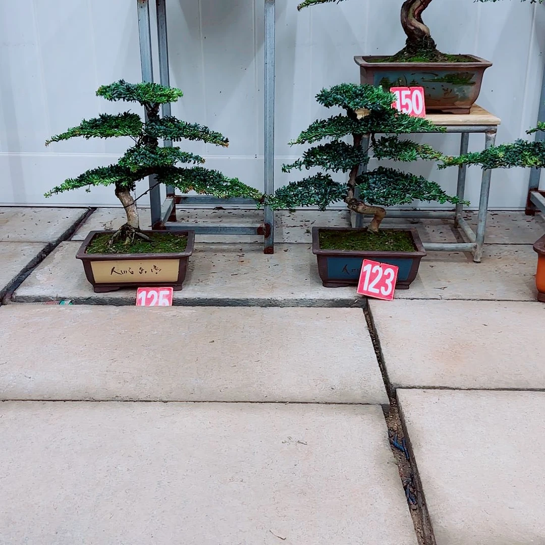 知***乐完全开放盆景园林盆景