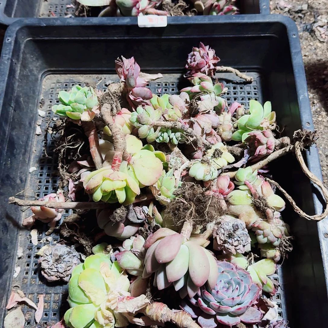 火****吧多肉哈哈哈哈哈哈哈哈哈哈哈哈86