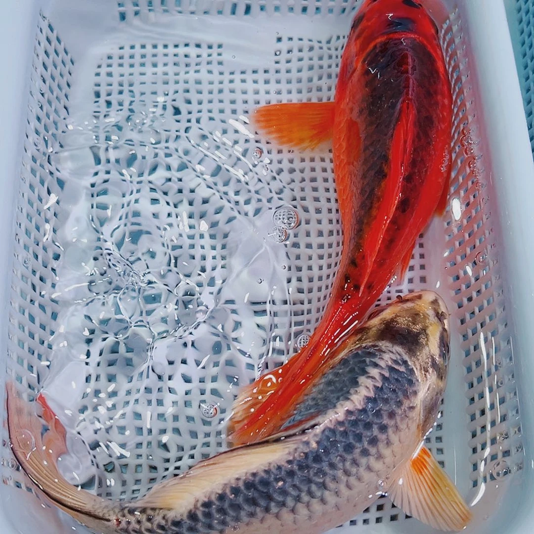 锦鲤锦鲤冷水观赏134