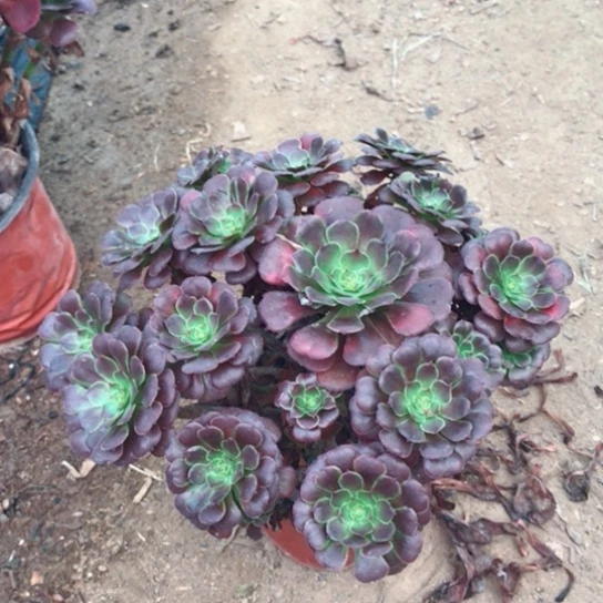 非***姐萝莉法师多肉植物16