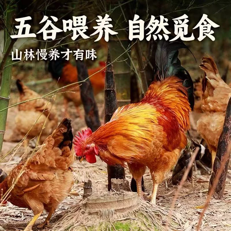 农家散养大公鸡精精神神到家