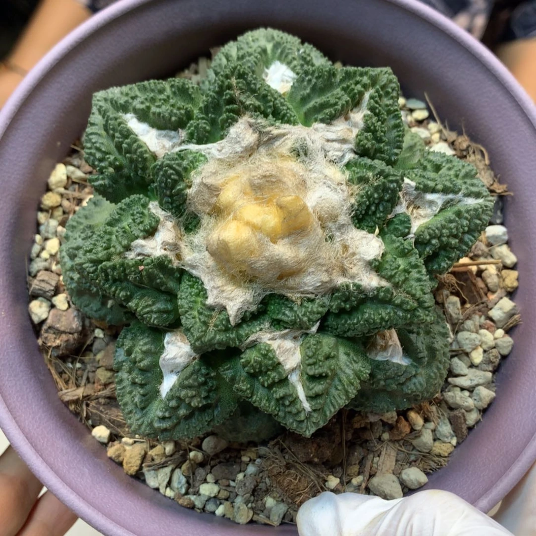 20号 自根 龟甲哥斯拉10公分带盆土发货