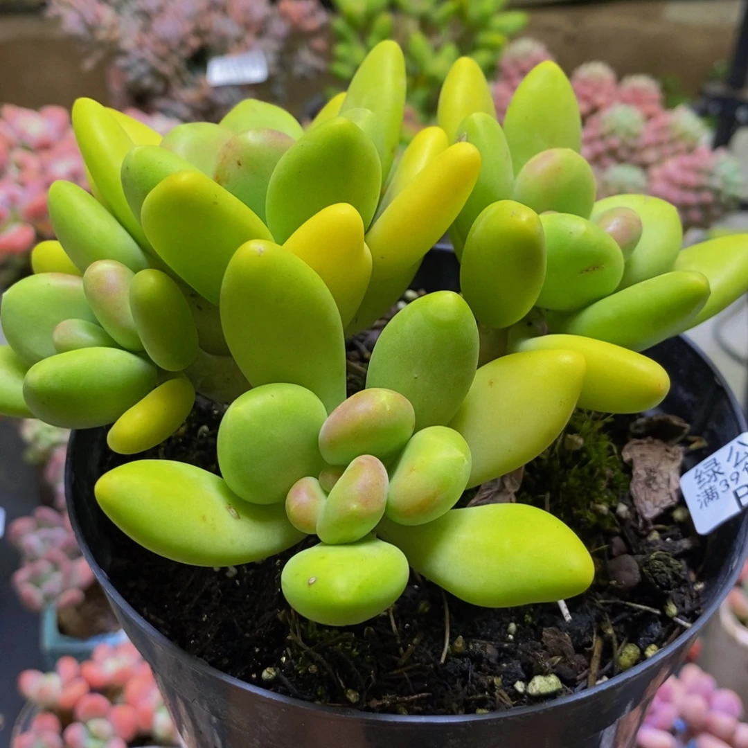 933芒果奶12cm多肉