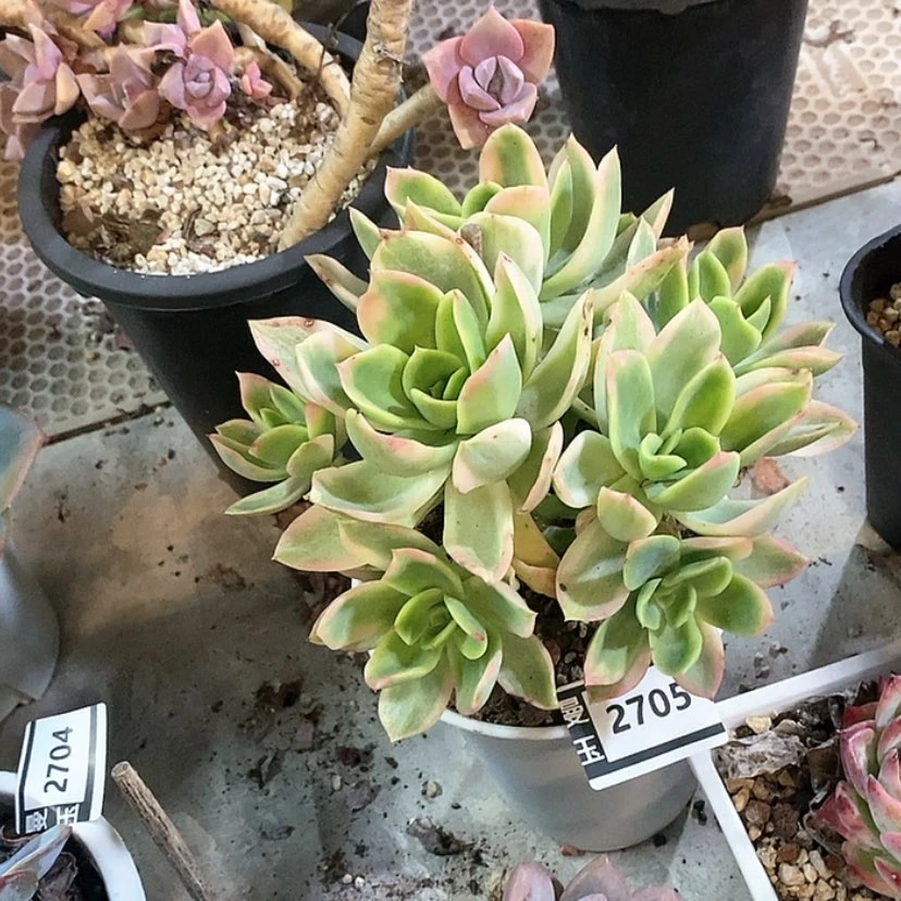 【闪购商品】乔伊锦2705