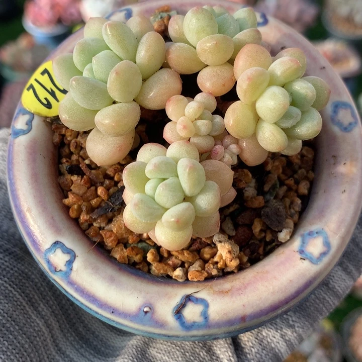 带盆泡泡糖