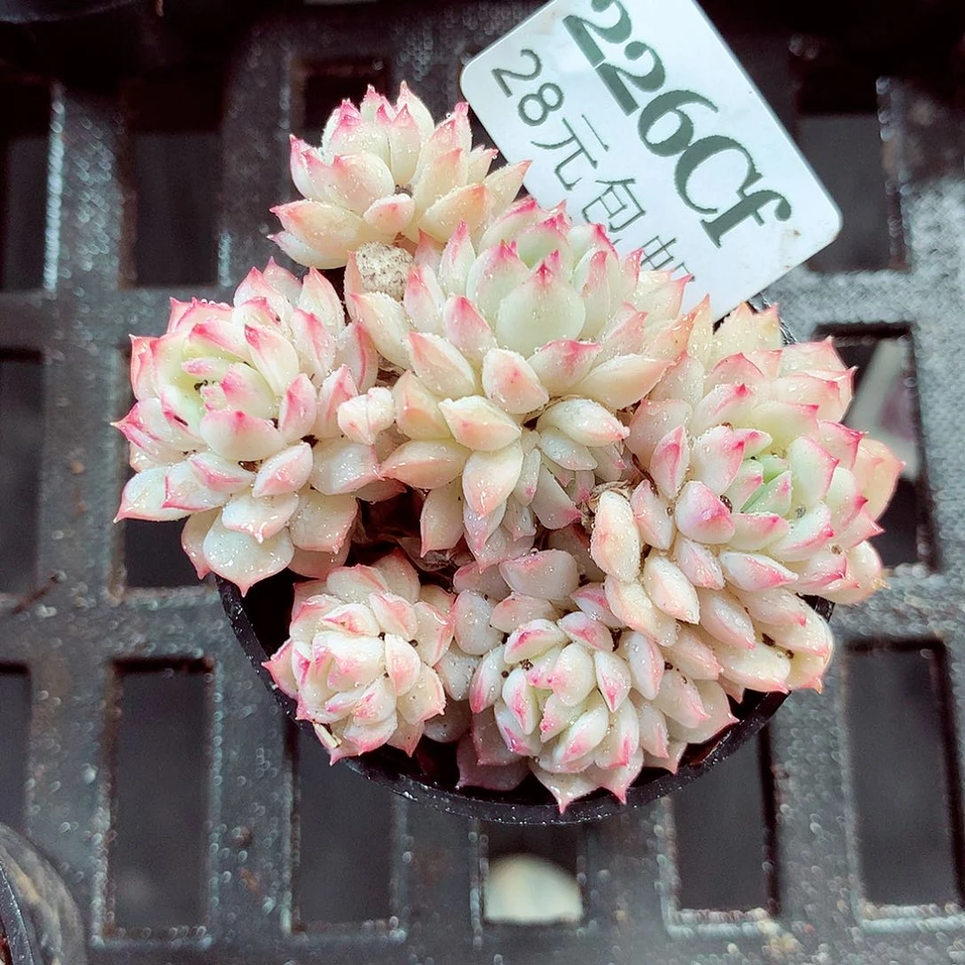 5厘米盆精控多肉226