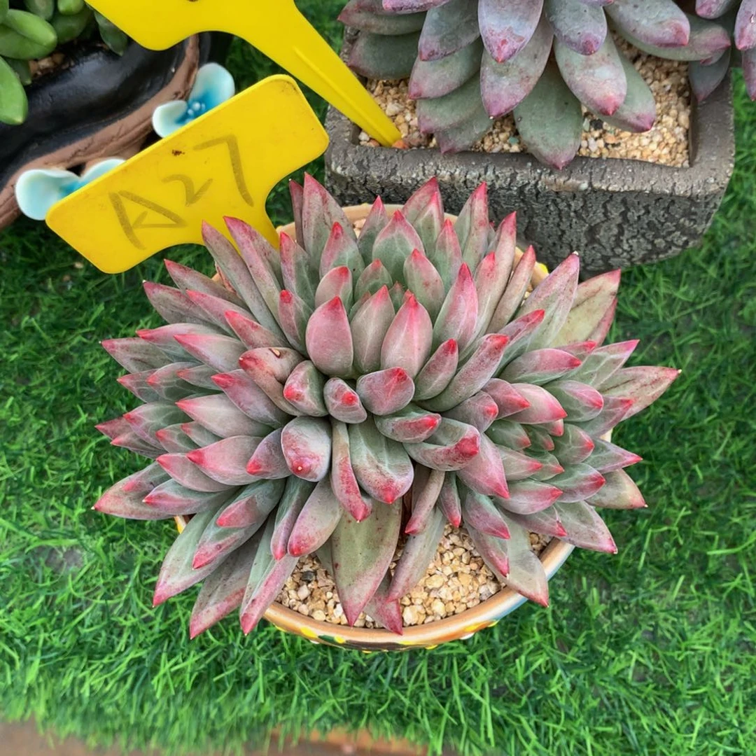 如***意多肉植物627737373