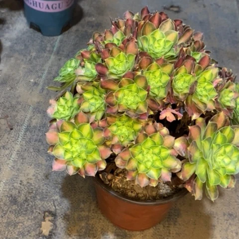 韶华多肉植物079