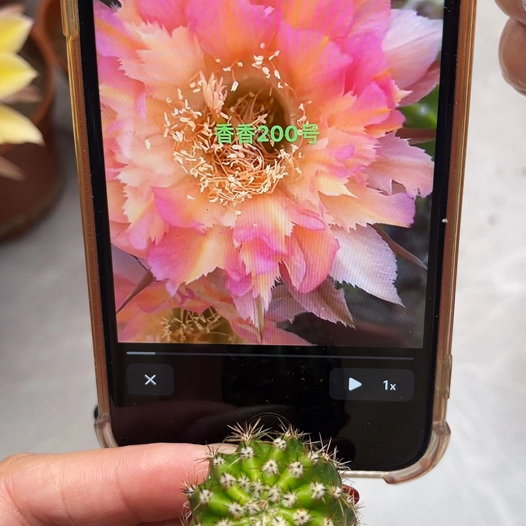 彩草200号测芽2.5公分左右